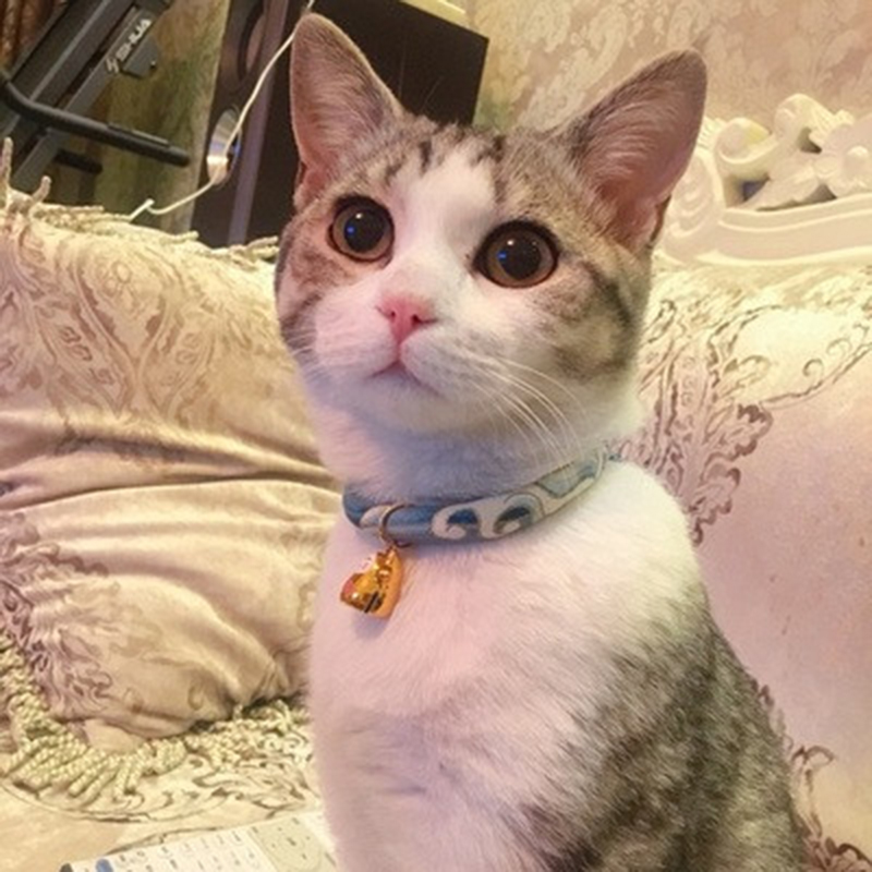 Kitty Item Circle with bell Japanese and wind cat necklace dog neck neck collar anti-loss kitty Decorative Pet Supplies