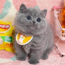 Purebred British shorthair cat short-footed blue fat man blue cat folded ears blue and white cub live gradient cat live animal kitten