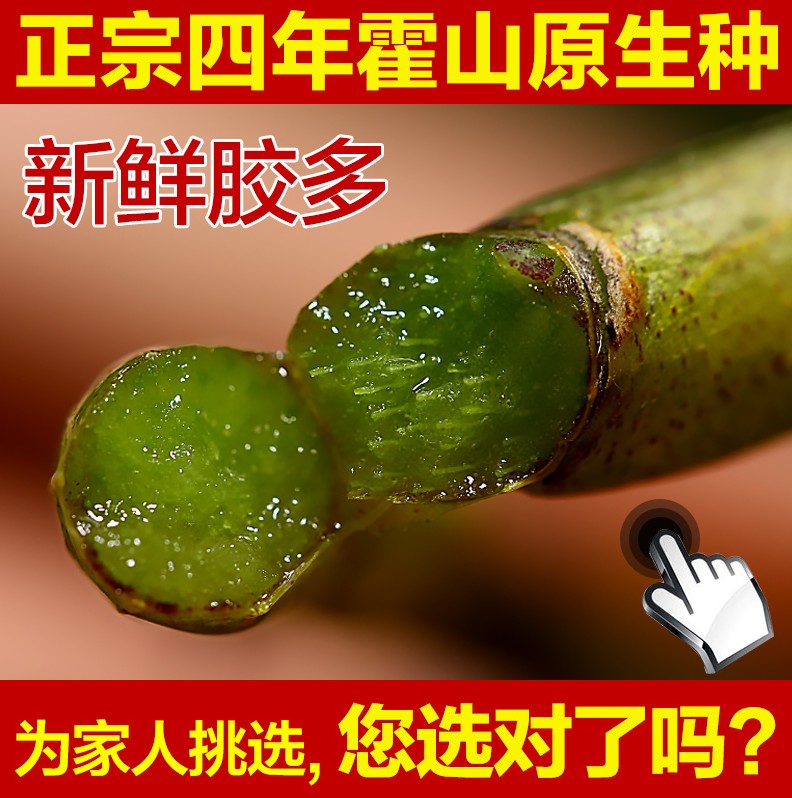Wanxiang fresh Dendrobium Huoshan Dendrobium iron dendrobium fresh strips 500g four-year original iron maple bucket Chinese herbal medicine