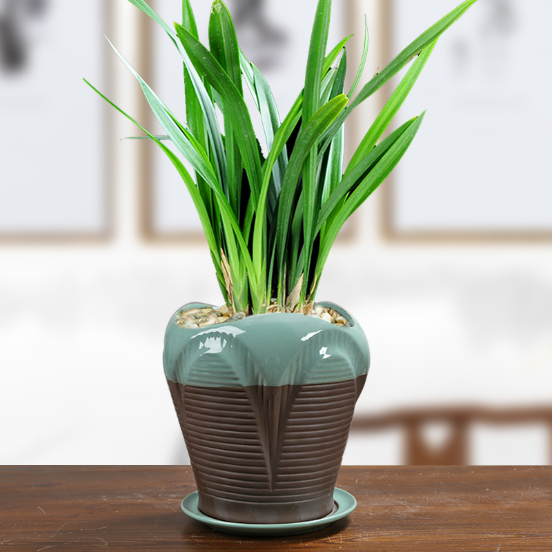 The elder brother of The ceramic up open a piece of rich tree butterfly orchid green plant with big flowerpot mage, fleshy tray was preferential contracted combination