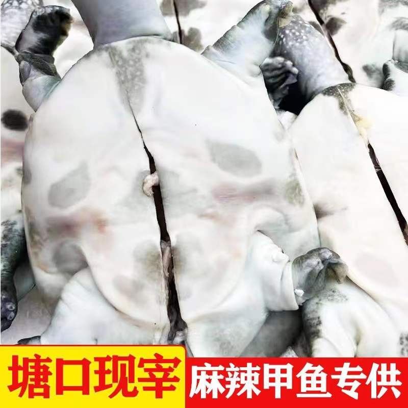 湖北特色麻辣甲鱼：舌尖上的活鲜美味是如何炼成的