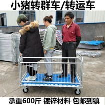 Pigs with big transport pigs in pig cages pig farms called pig cage breeding new type of equipment with wheels to transport pig cages to sell pig cages