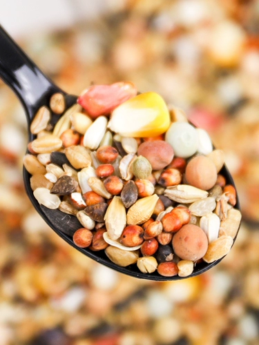 Глубокий голубь пищевой пищевой питание