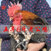 3 years and more than 5 years old rooster soil rooster native chicken farm free Rooster farm chicken native chicken chicken whole chicken whole chicken