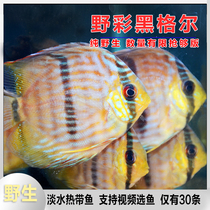 Colorful fairy fish Hegel wild color red spot green CR red color semi-royal colorful Egyptian fairy fish living body