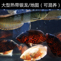 Magic sapphire thunder dragon red cherry thunder fish map fish parrot fish anti-swimming cat lucky cat fish feng shui fish