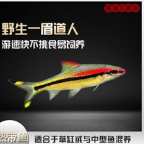 One eyebrow Taoist fish living tropical ornamental fish pet fish living red eyebrow Taoist grass tank fish tank group swimming fish