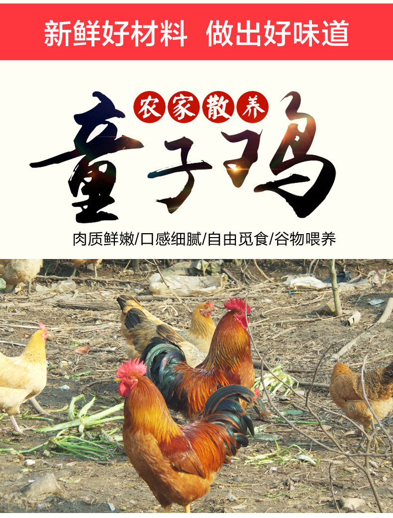 正宗农家散养童子鸡 2斤*2只 图4