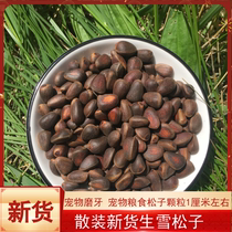 Raw cedar nuts in bulk small pine nuts with soft skin Daxinganling pine seeds new arrival Devil Snow Rat grain thin shell raw nuts