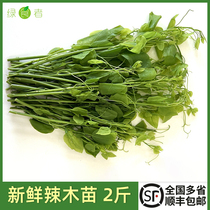 2 pounds of fresh Moringa seedlings wild vegetables red cang asparagus hotel ingredients fresh vegetables