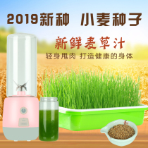 Wheat Grass Seeds Fresh Juice New Seeds Wheat Grain Wheat Seedlings Planting Seedlings Pot on Paper Sprouts