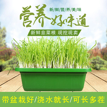 Leek roots are now dug with potted plants. Large wide-leaf red roots purple roots new leek seedlings Four Seasons balcony hydroponic Nangong yellow leek