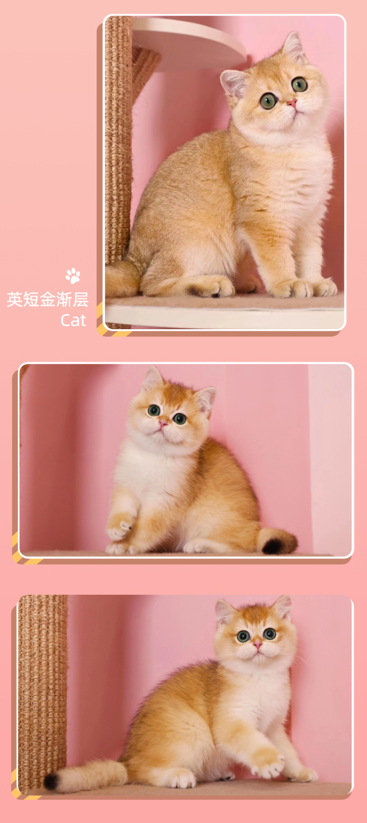 金渐层猫咪 (6).png