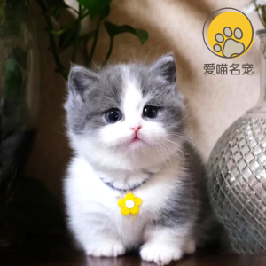 蓝白矮脚猫幼猫纯种拿破仑长毛猫幼崽宠物猫活物曼基康短腿猫活体