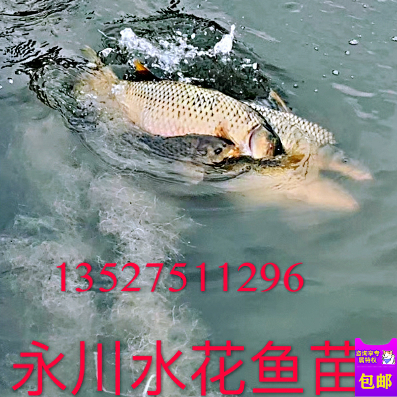 草魚白鰱花鰱鯉魚鯽魚青魚金草魚翹角鯿魚裸鯉水花魚苗