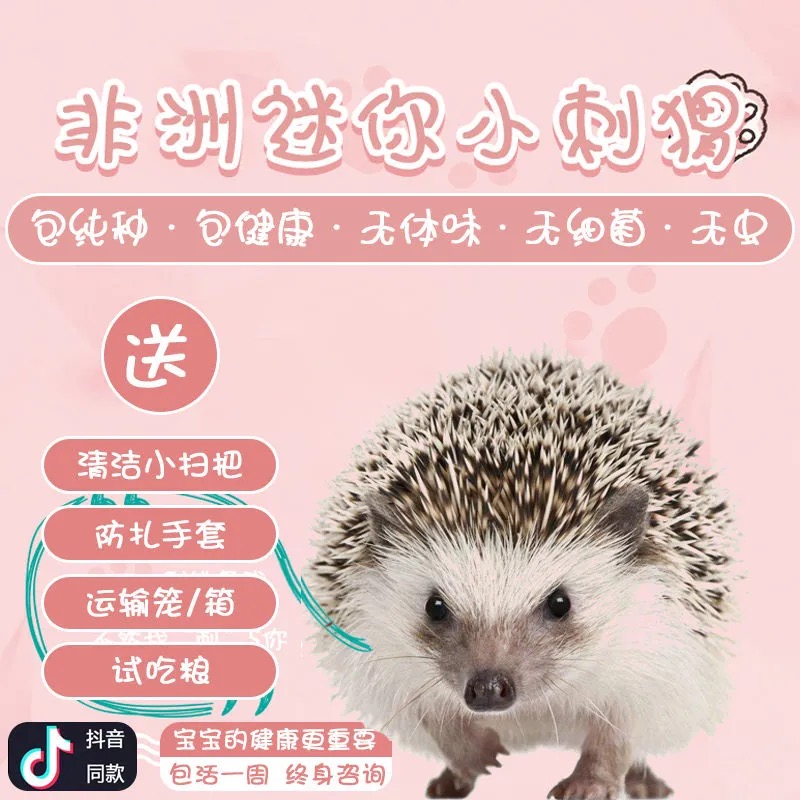 African mini hedgehog live seedlings healthy pet live cubs self-breeding net red with the same package live home