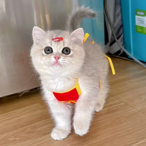 ПЭТ смешная одежда кошачья юбка мяук, рабочие, котята, библионы, собачья живот, чтобы предотвратить охлаждающий живот