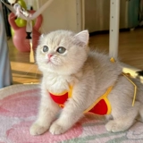 ПЭТ смешная одежда кошачья юбка мяук, рабочие, котята, библионы, собачья живот, чтобы предотвратить охлаждающий живот