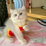 ПЭТ смешная одежда кошачья юбка мяук, рабочие, котята, библионы, собачья живот, чтобы предотвратить охлаждающий живот