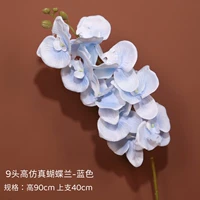 9 Высокий моделирование Phalaenopsis-Slue