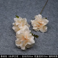 Лазурный, орхидея, цвета шампанского