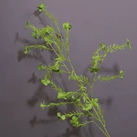 Маленький сорняк зеленый