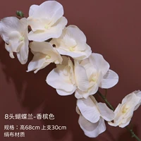 8 Обычный цвет фалаенопсис-хампань