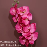 9 Высокий моделирование Phalaenopsis-Rose Red