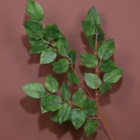 Новая роза листья зеленых