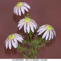 На солнечной энергии, цвета шампанского