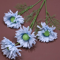 Голубая 4-головая сосна Cordyceps Blue