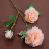 Шампанское цветовое пион