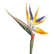 Emulation High-end Large Tiantang Birds Fake Flower Family Residence Decoration Table Flower Art Pendulum-like room Flower Crane Hope Lan Photography