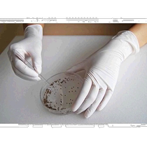 Japan Direct Mail Japan Direct Purchase Underwear Clove Rubber Disposable Gloves No 884 Clove Rubber White 100 Pieces Pack M