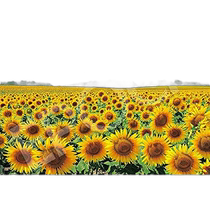 (Direct mail from Japan) EPOCH 1000 piece puzzle The land of sunflowers shining in the sun - Hokkaido