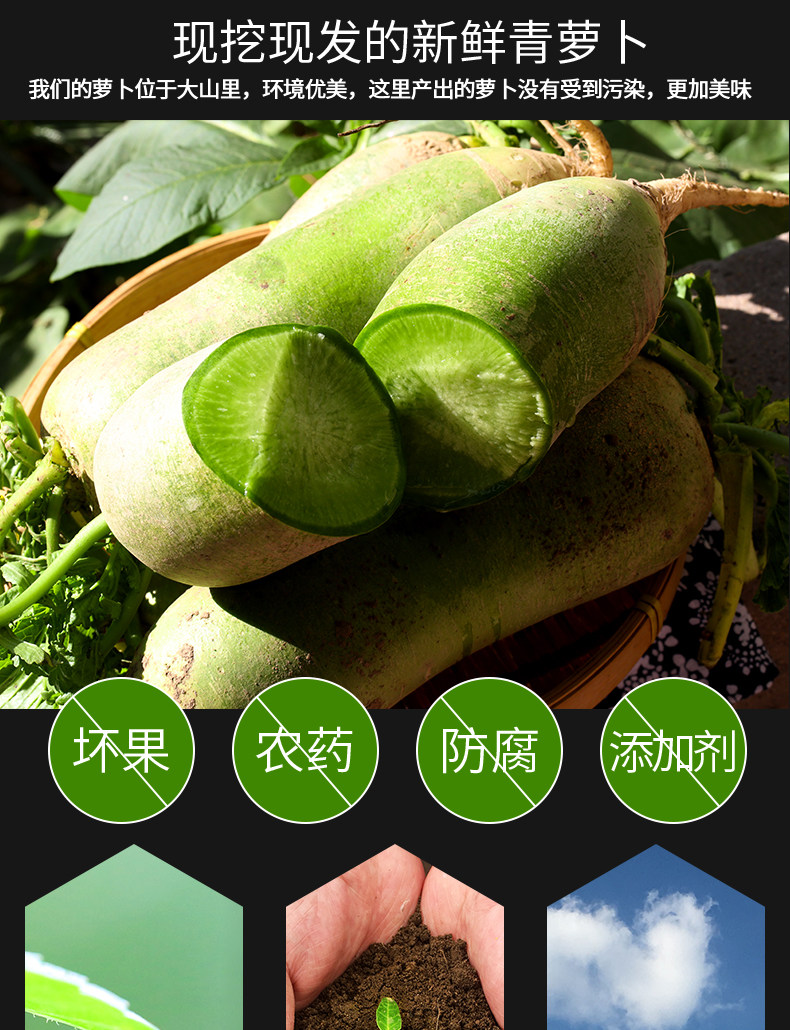 逗嘴鼠 潍坊潍县水果萝卜 净重4.5斤 图4
