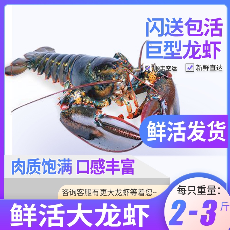 Fresh Boston lobster 2 kg weighing shipment fresh large Bolon Australian Great Australian Dragon seafood aquaculture