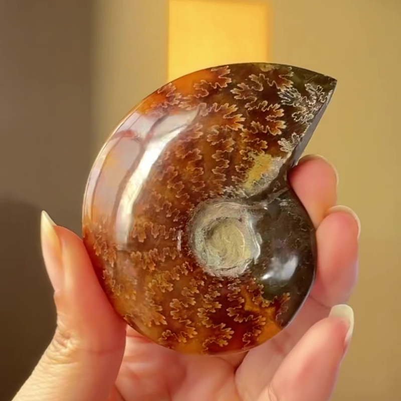 Madagascar Natural Spotted Snail Fossil, Jadeified Ammonite, Conch Fossil Specimen, Original Stone Ornament