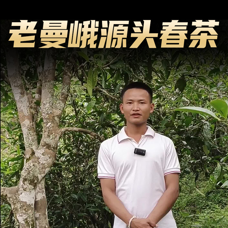 2024 Mingshan Banzhang Lao Man'Er Spring Tea Raw Pu'Er Tea Loose Premium Grade Yunnan Pu'Er Raw Tea New Tea