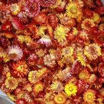 Beauty Body Handpicked Seven Colorful Kidaisy Flowers Flowers Head Diy Group Fan Flower Ring Photo Frame Dry Flower Materials