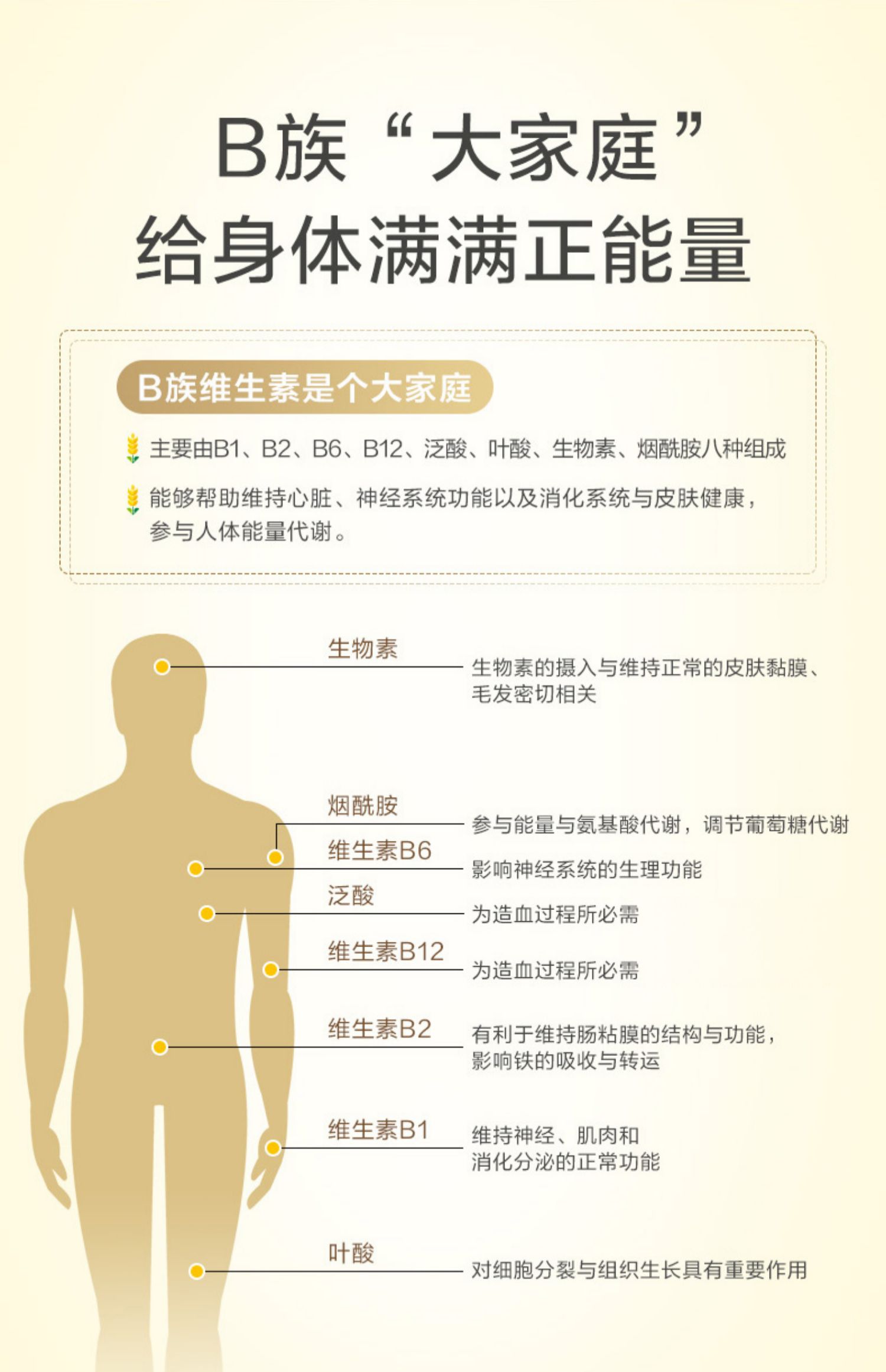 【养生堂】B族维生素60片