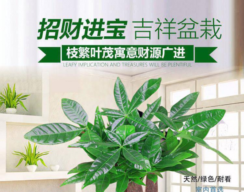 Rich tree the plants ceramic pot indoor soil raising flowers miniascape green plant Rich gold cash cow flowers sitting room