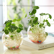 European transparent glass vase green water culture flower pot water plant small container copper money grass personality creativity