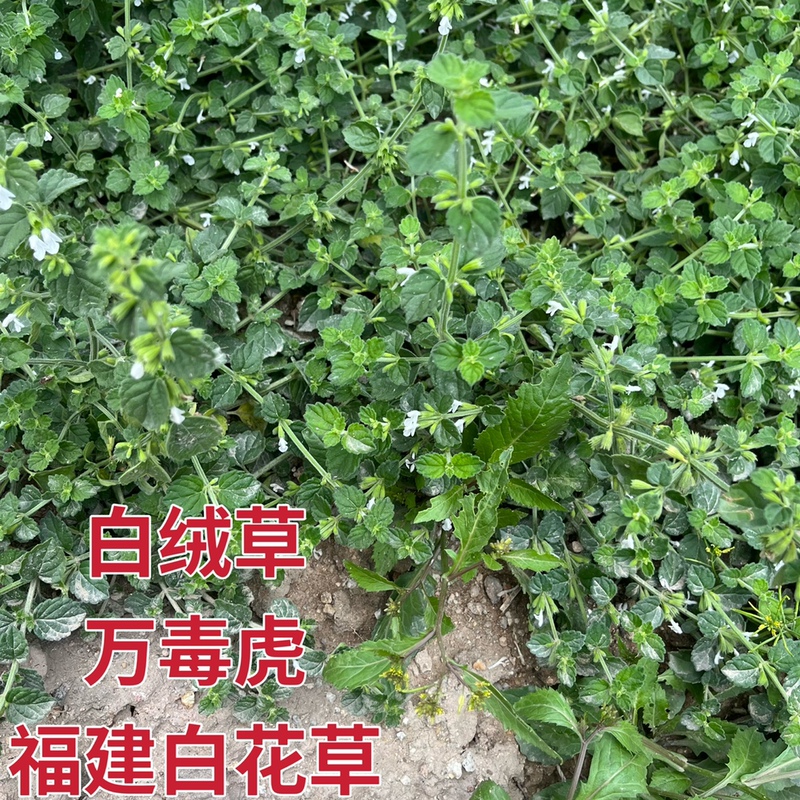 Fresh White Flower Grass, Tiger Flower, White Flower Tower Grass, Teaspoon Red, Fujian White Velvet Grass, Silver Needle, Seven North Wind Grass
