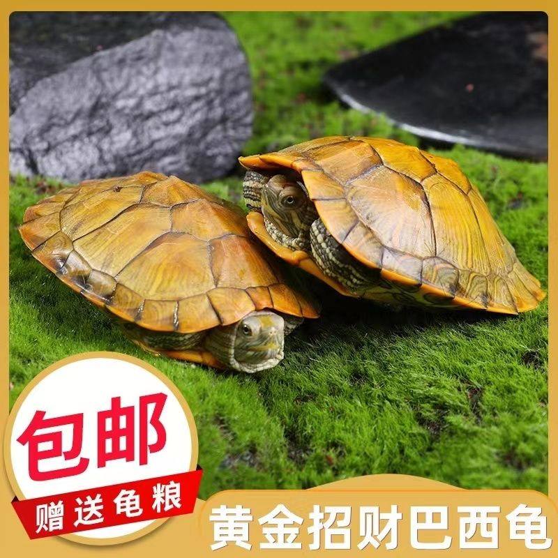 巴西小乌龟红耳龟,宠物界的“绿宝石”?深度评测与解析-龟/鳖-淘宝好物网