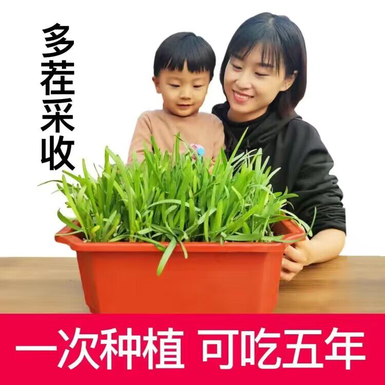 河北韭菜种植基地