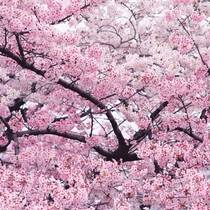 Japanese Cherry Blossom Tree Seedling Courtyard Large Small Fry Potted Plant Ground Planting Landscape Trees Green Saplings in the Four Seasons