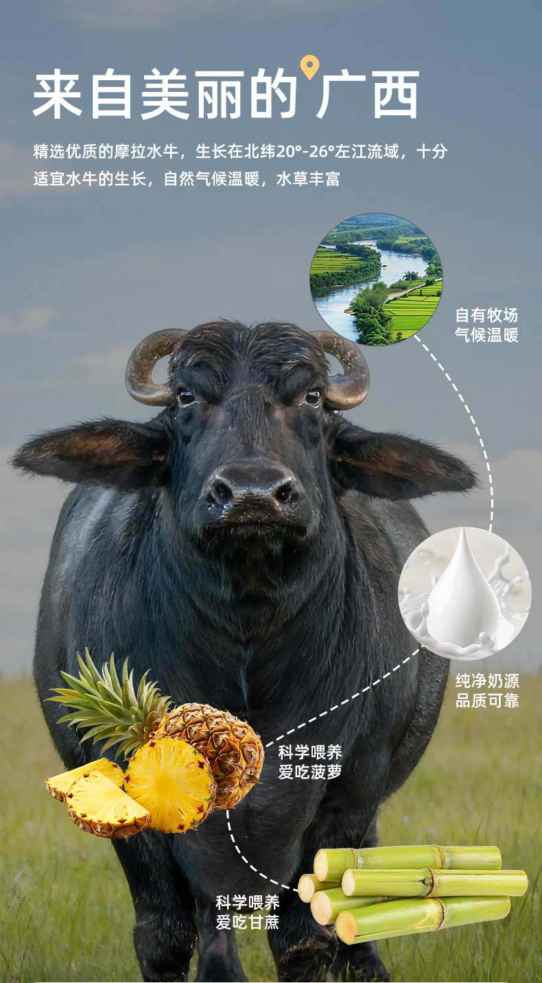 安享好物 安享A级纯奶-左江水牛纯牛奶 国标 