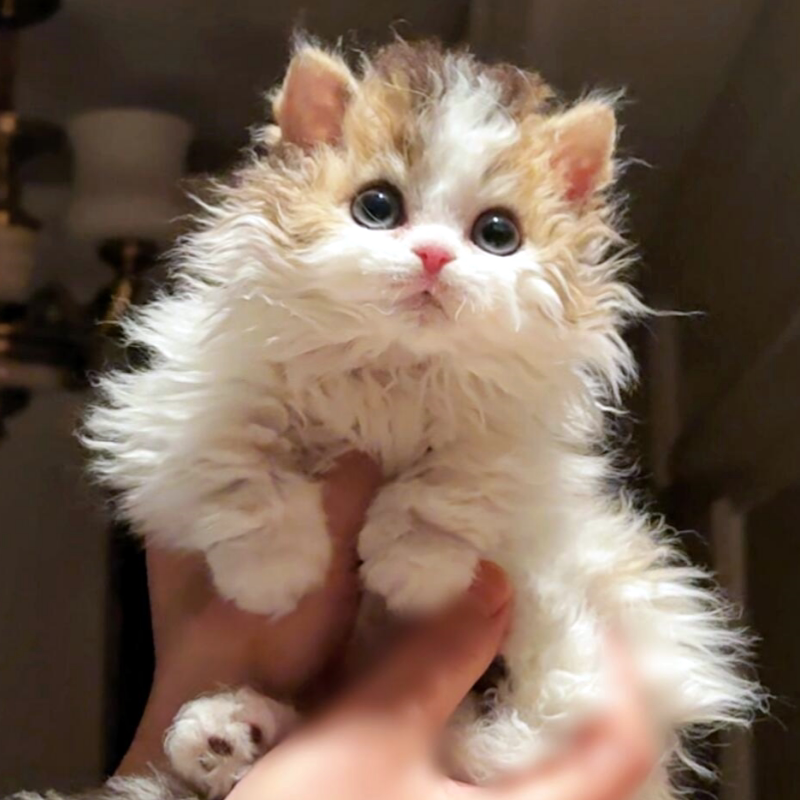 中华田园猫橘猫狸花猫三花幼崽猫黑色玄猫白猫幼崽捕鼠猫：揭秘中国本土