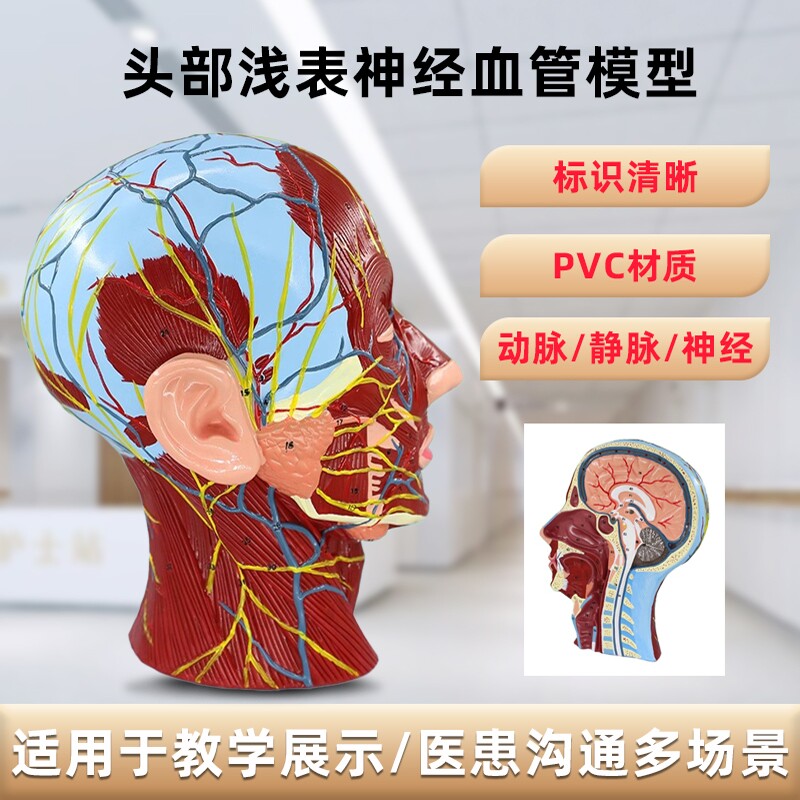 人体头面部模型正中矢状切面附血管神经大脑医美面部注射模拟教学